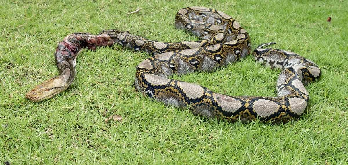 Reticulate Python