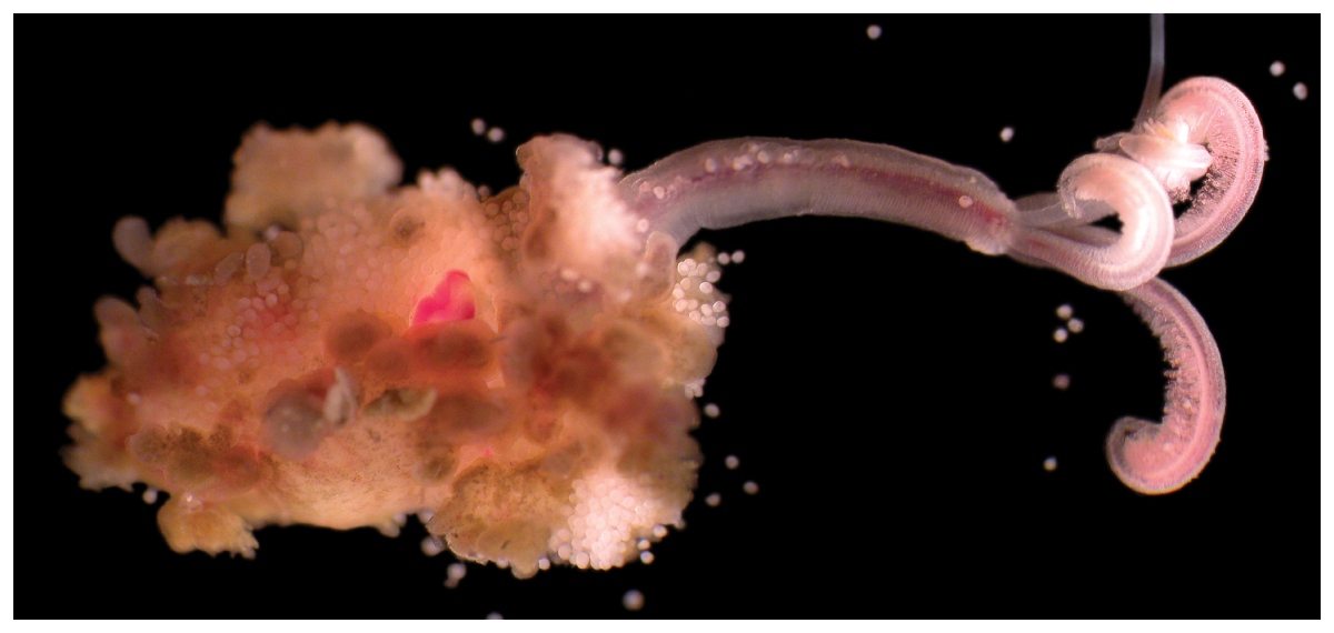 Zombie worms under water