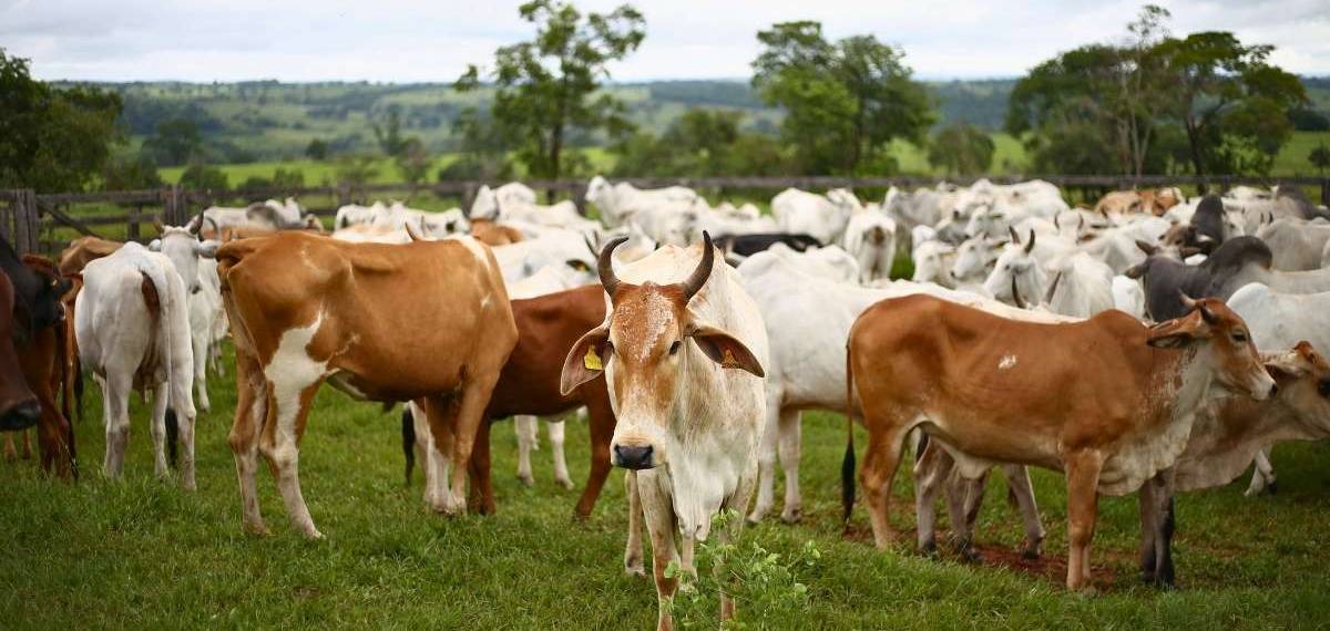 പശുവോ പട്ടിണിയോ? ഇന്ത്യയുടെ മുൻഗണനകൾ വഴിതെറ്റുന്നുണ്ടോ?