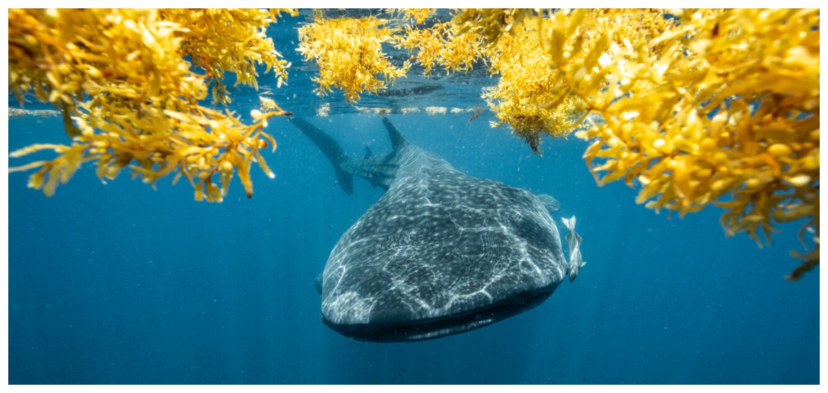 Panama ocean creatures