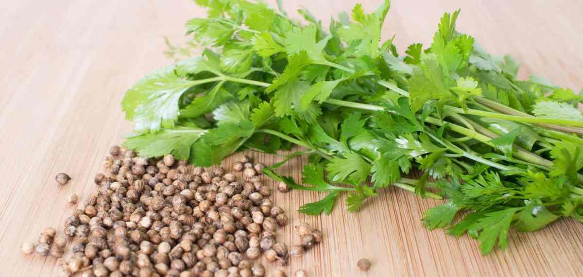 Why you Hate Coriander Leaves
