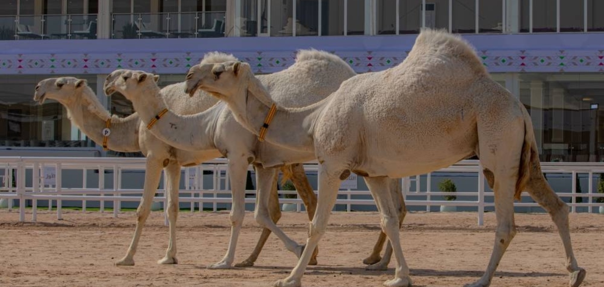 ജനപങ്കാളിത്തം വർധിച്ച് ഒട്ടക മേള; ഖത്തറിൽ ആവേശകരമായ മത്സരങ്ങൾ പുരോഗമിക്കുന്നു
