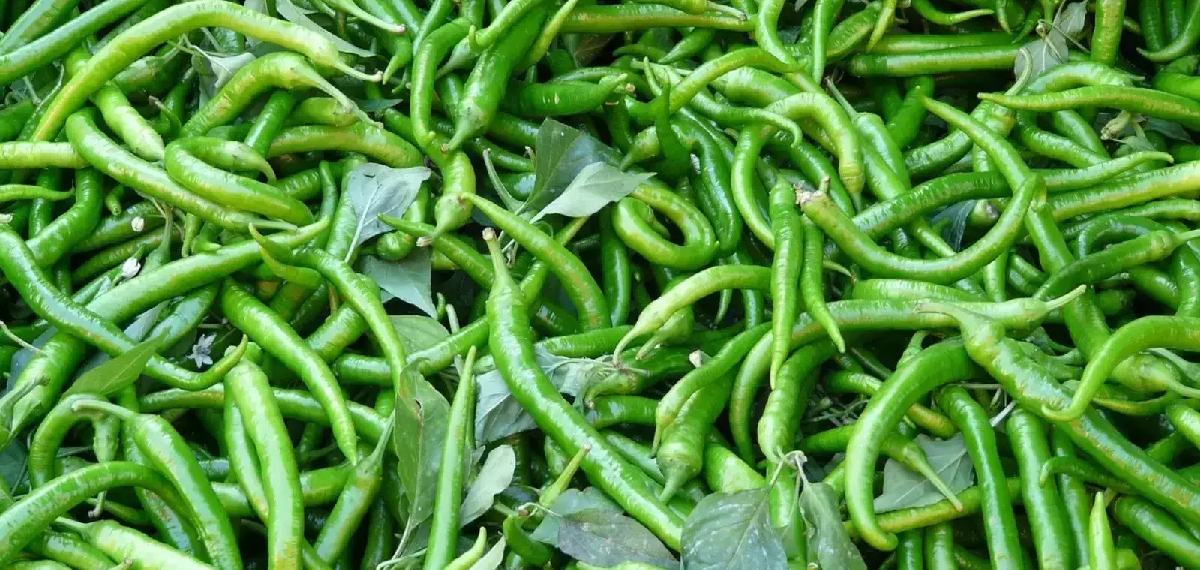 എല്ലാ ദിവസവും ഭക്ഷണത്തിൽ പച്ചമുളക് ഉൾപ്പെടുത്തിയാൽ എന്ത് സംഭവിക്കും?