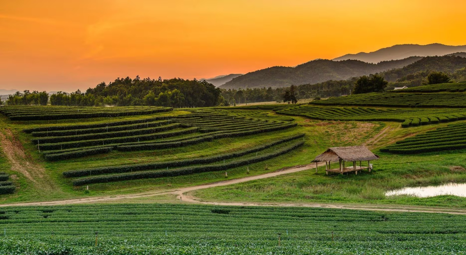 Munnar, the kashmir of South