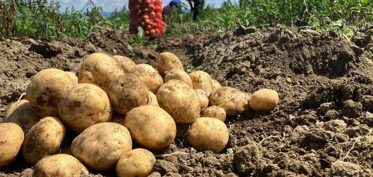 ഉരുളക്കിഴങ്ങ് ഫ്രിഡ്ജിൽ സൂക്ഷിക്കാമോ? ഫ്രഷായി വെയ്ക്കാന്‍ എന്ത് ചെയ്യും!