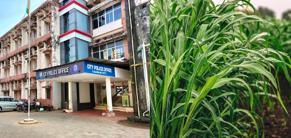 തീറ്റപ്പുൽ കൃഷിക്ക് പൊലീസ് സ്ഥലം കണ്ടെത്തണം; വിചിത്ര ഉത്തരവില്‍ വിശദീകരണവുമായി കണ്ണൂർ സിറ്റി പൊലീസ്