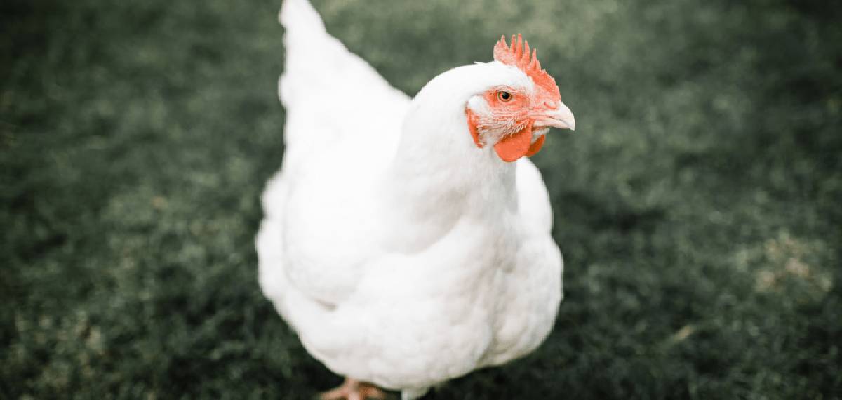 പക്ഷിപ്പനി പടരുന്നതിനാൽ വിവിധ രാജ്യങ്ങളിൽ നിന്നുള്ള കോഴിയുടെ ഇറക്കുമതിക്ക് വിലക്കേർപ്പെടുത്തി കുവൈറ്റ് ഭരണകൂടം