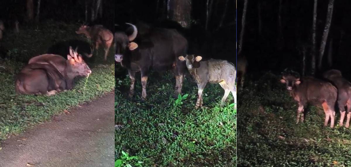 കൊല്ലത്ത് മലയോര മേഖലയില് വീണ്ടും കാട്ടുപോത്ത് കൂട്ടം: നാട്ടുകാര് ഭീതിയില്