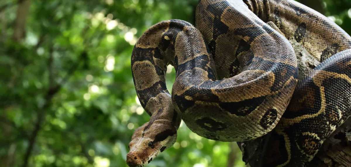 വിഷമില്ലാത്ത പാമ്പുകള് മനുഷ്യന് ഭീഷണിയോ? ഇക്കാര്യങ്ങള് അറിയാം
