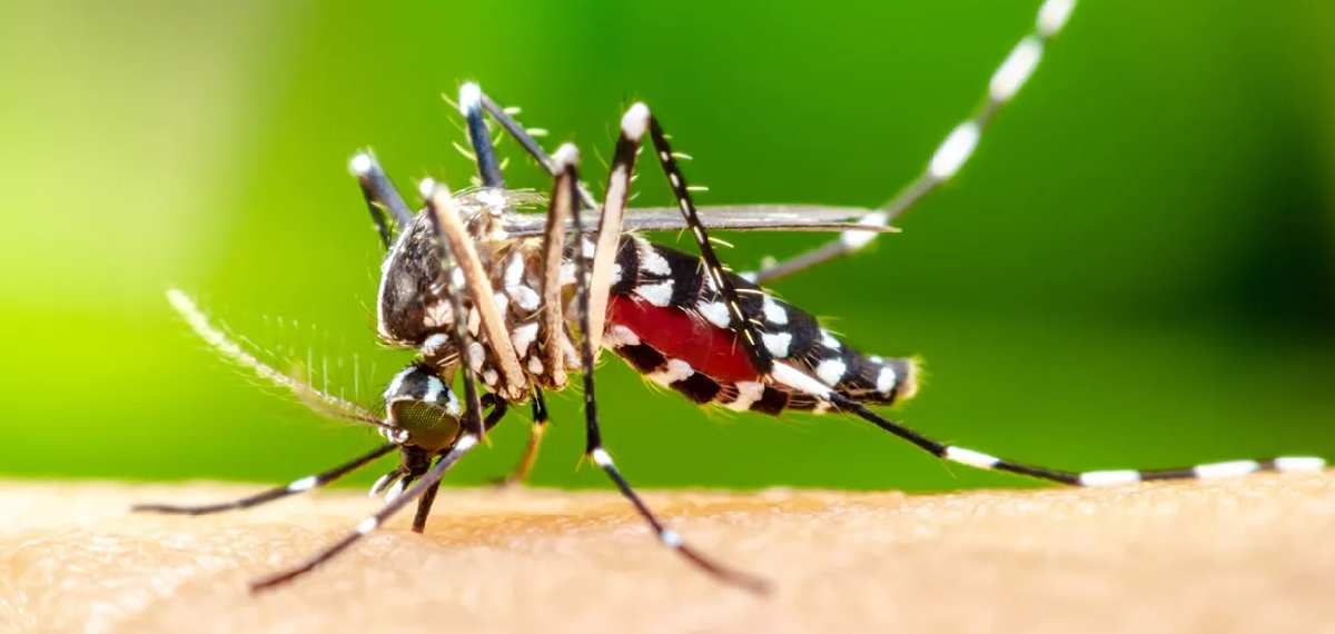 കൊതുകുകൾ നിരന്തരം മനുഷ്യനെ തന്നെ കടിക്കുന്നത് എന്തുകൊണ്ട്? പഠനം പറയുന്നതിങ്ങനെ