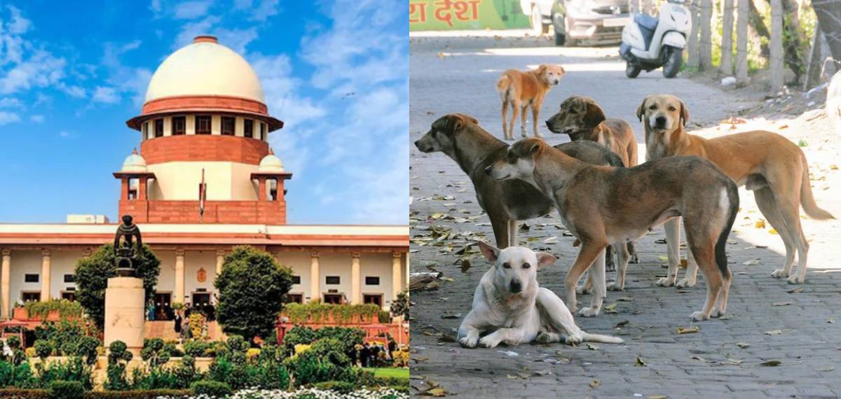 'കടിക്കാതിരിക്കാൻ തെരുവുനായ്ക്കൾക്ക് കൗൺസിലിങ് നല്‍കണം, അതേ ബാക്കിയുള്ളു'; മൃഗസ്നേഹികൾക്ക് പരിഹാസം