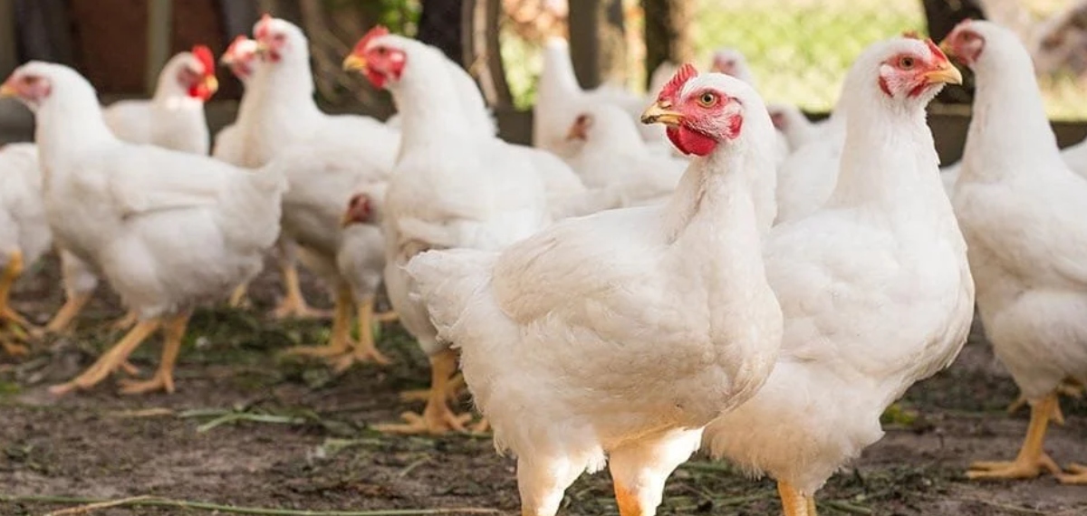 കേരളത്തില്‍ നിന്നുള്ള കോഴികളെ വേണ്ടെന്ന് ഒമാന്‍; നിരോധനം