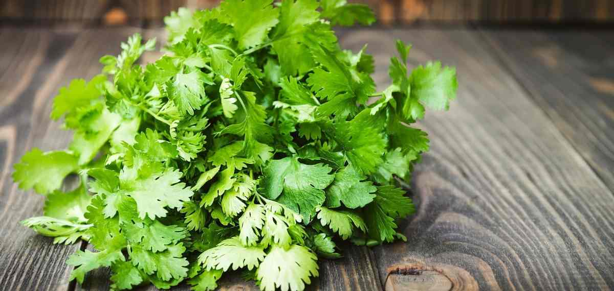 Why You Hate the Smell and Taste of Coriander Leaves