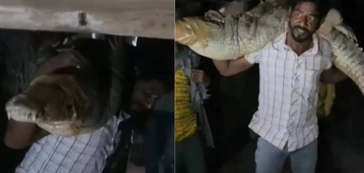 വീട്ടില്‍ അതിഥിയായി മുതല,വിവരമറിയിച്ചിട്ടും വനംവകുപ്പ് എത്തിയില്ല;ഒടുവില്‍ രക്ഷകനായി ഹയാത്ത് ഖാന്‍ ടൈഗര്‍