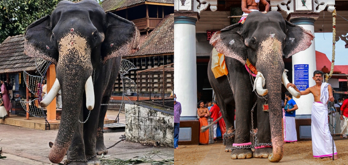 മുല്ലയ്ക്കല് ബാലകൃഷ്ണന് ചെരിഞ്ഞു