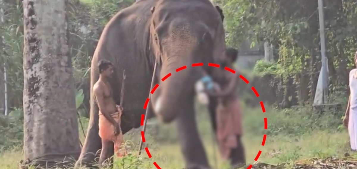 'ഭാഗ്യം വരാൻ' ആറുമാസം പ്രായമായ കുഞ്ഞുമായി ആനയുടെ അടുത്ത് പാപ്പാന്റെ സാഹസം; കുഞ്ഞ് നിലത്തുവീണു