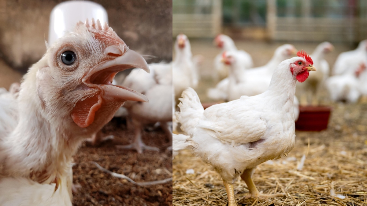 കോഴിയിറച്ചി വില ട്രിപ്പിള് സെഞ്ചുറി അടിക്കുമോ? 275 കടന്നു; ഇടപെട്ടില്ലെങ്കില് സമരമെന്ന് വ്യാപാരികള്