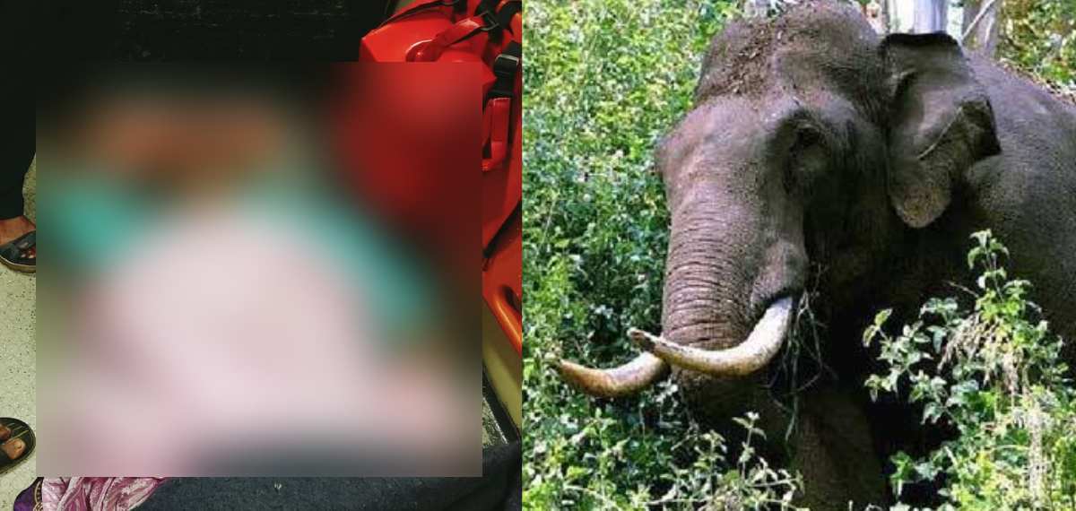 വീടിന് നേരെ കാട്ടാന ആക്രമണം; രക്ഷപ്പെടാനുള്ള ശ്രമത്തിനിടെ മുത്തശ്ശിക്കും രണ്ടര വയസുകാരിക്കും ദാരുണാന്ത്യം